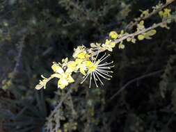 Image of Dwarf bush-cherry