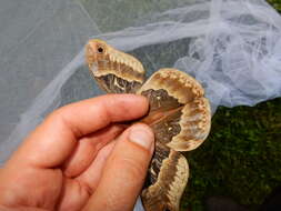 Image of Tulip-tree Silkmoth