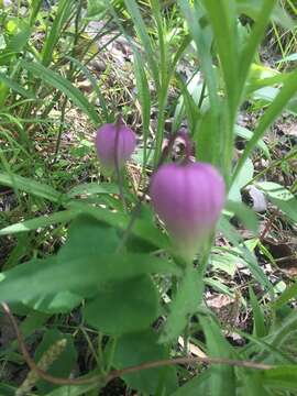 Imagem de Clematis versicolor Small