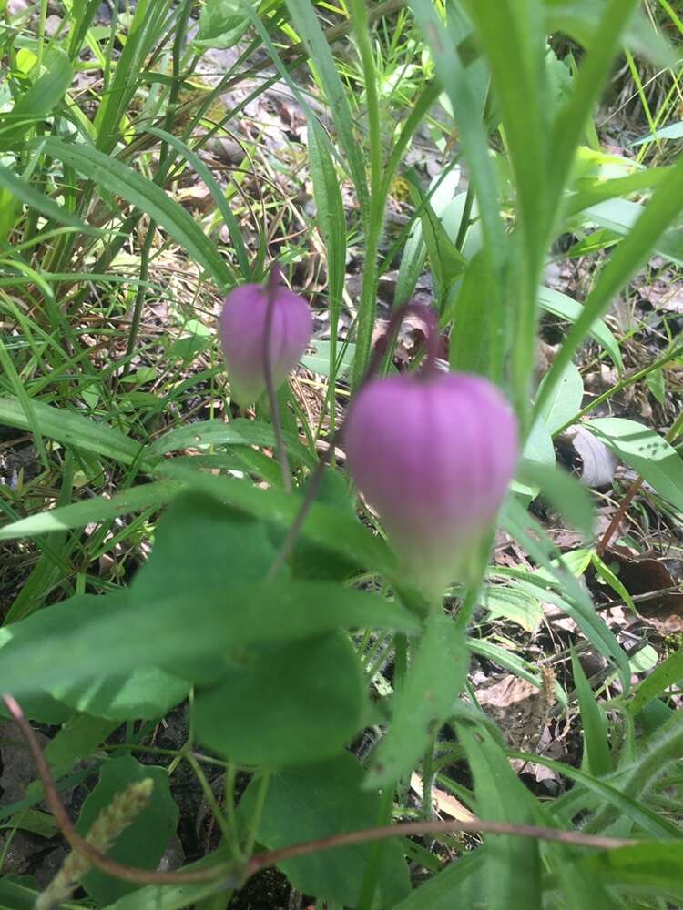 Imagem de Clematis versicolor Small