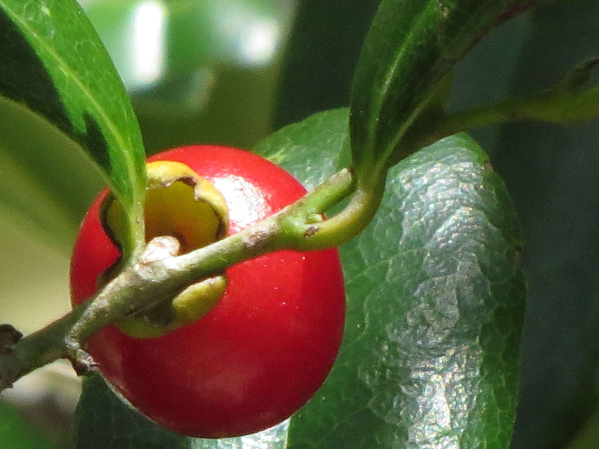 Image de Diospyros compacta (R. Br.) Kosterm.