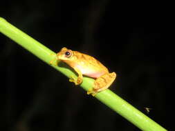 Image of Dendropsophus joannae (Köhler & Lötters 2001)