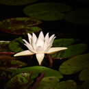 Image of Amazon Water-Lily