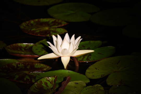 Image of Amazon Water-Lily