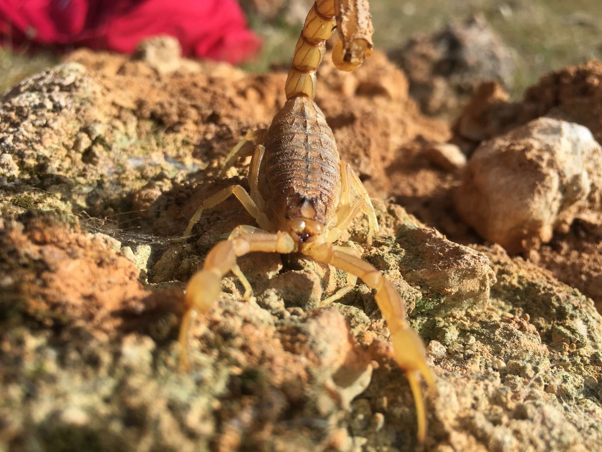 Image de Buthus garcialorcai