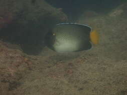 Image of Indian Yellowtail Angelfish