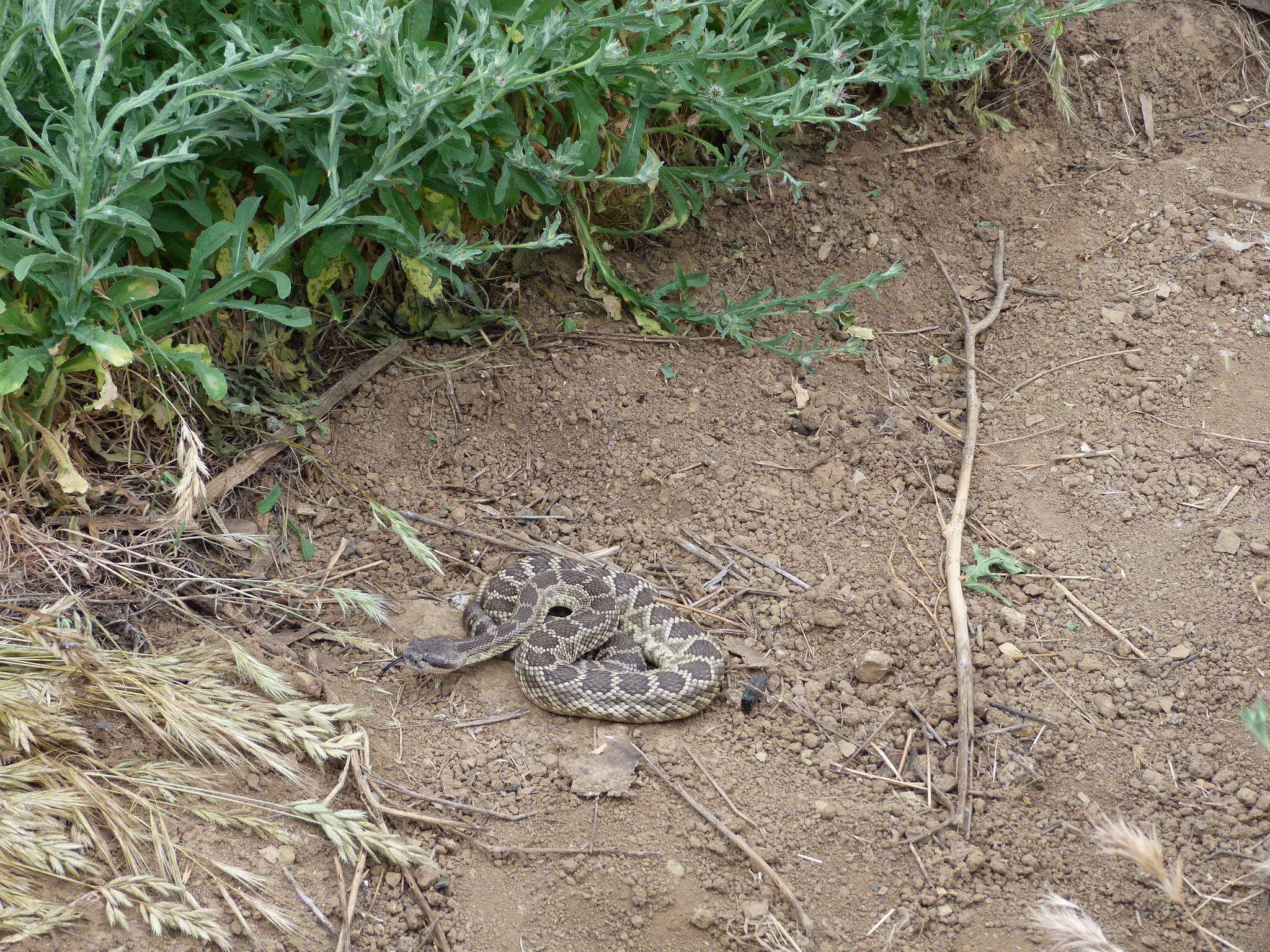 Crotalus oreganus helleri Meek 1905 resmi