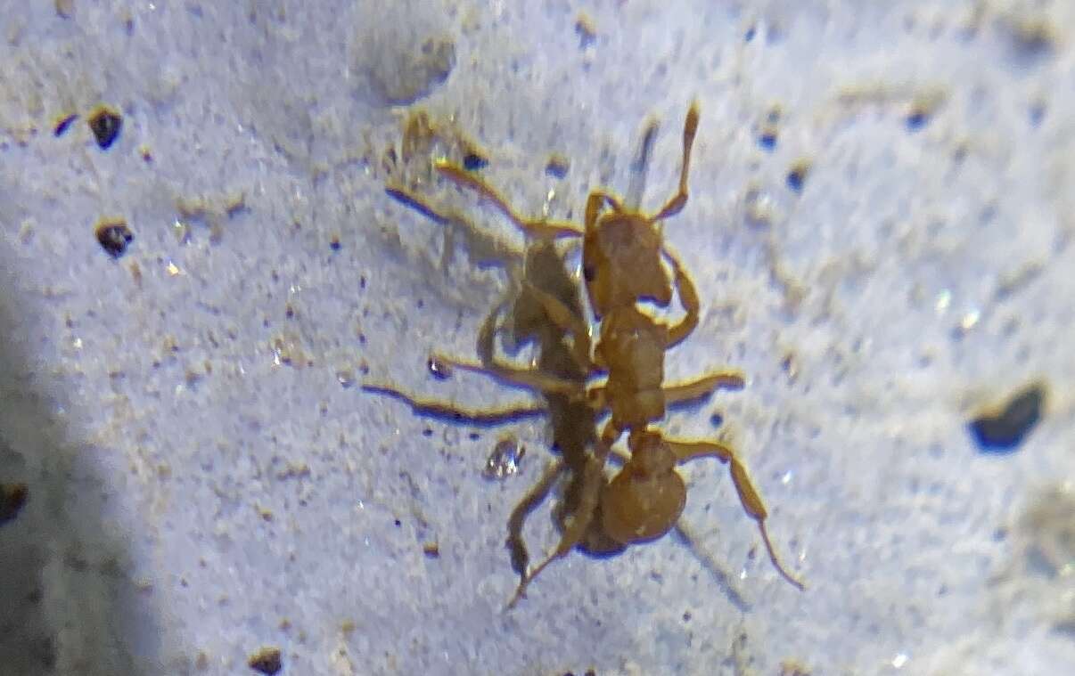 Image of Cyphomyrmex wheeleri Forel 1900