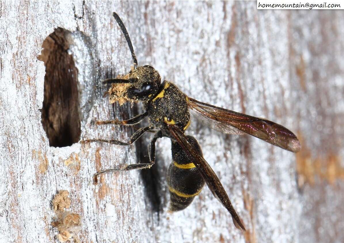 Plancia ëd Allodynerus mandschuricus Blüthgen 1953