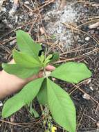 Image de Baptisia cinerea (Raf.) Fernald & B. G. Schub.