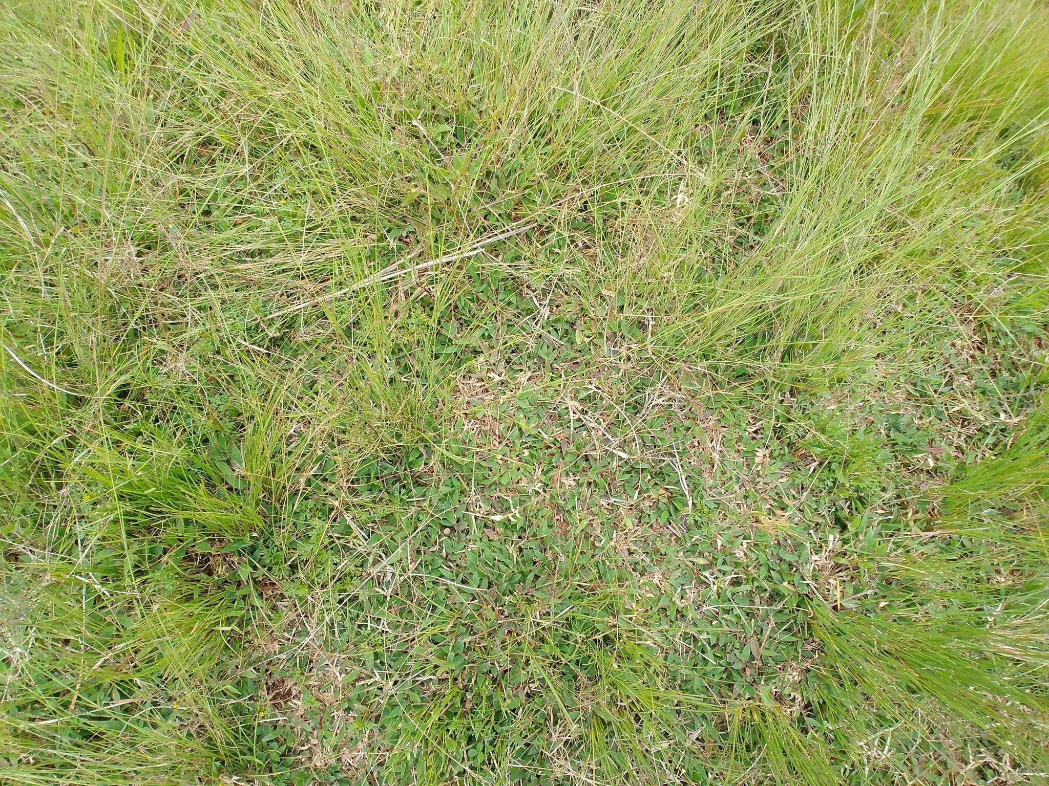 Image of Brachiaria umbellata (Trin.) Clayton