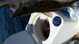 Image of Atlantic hake