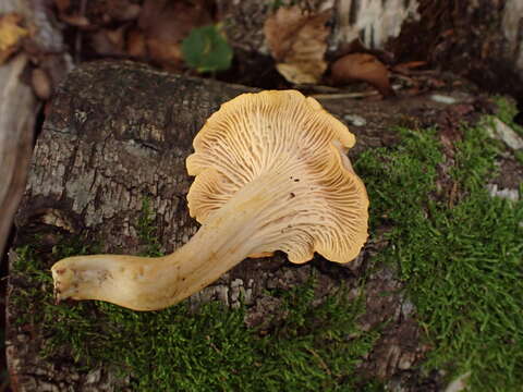 Imagem de Cantharellus amethysteus (Quél.) Sacc. 1887