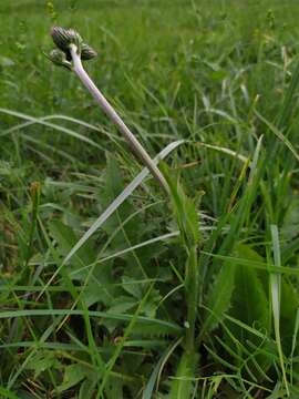 Image of Queen Anne's thistle