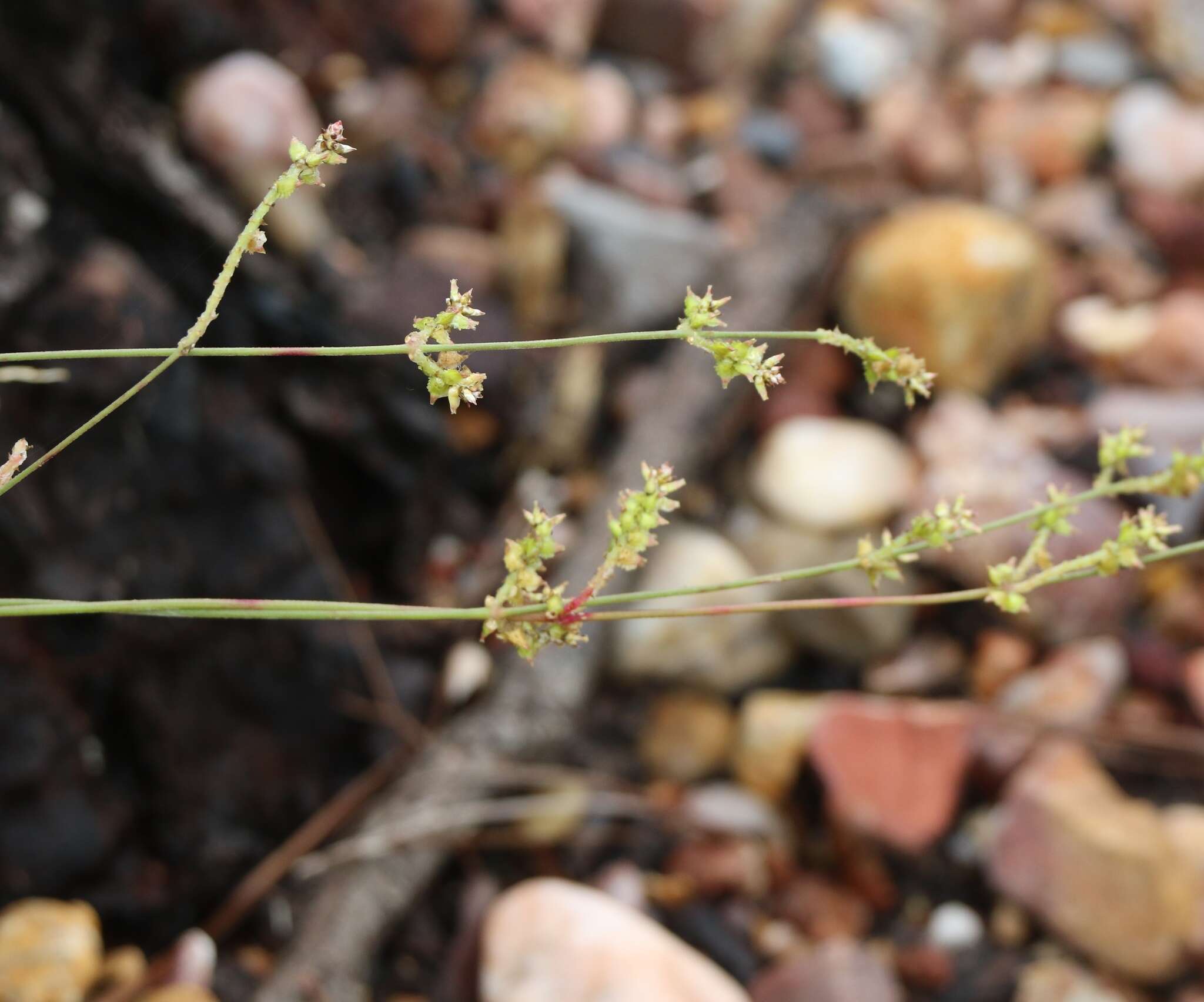 Imagem de Froelichia gracilis (Hook.) Moq.