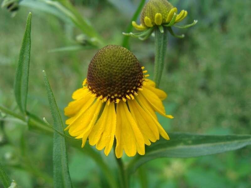 Helenium mexicanum Kunth resmi