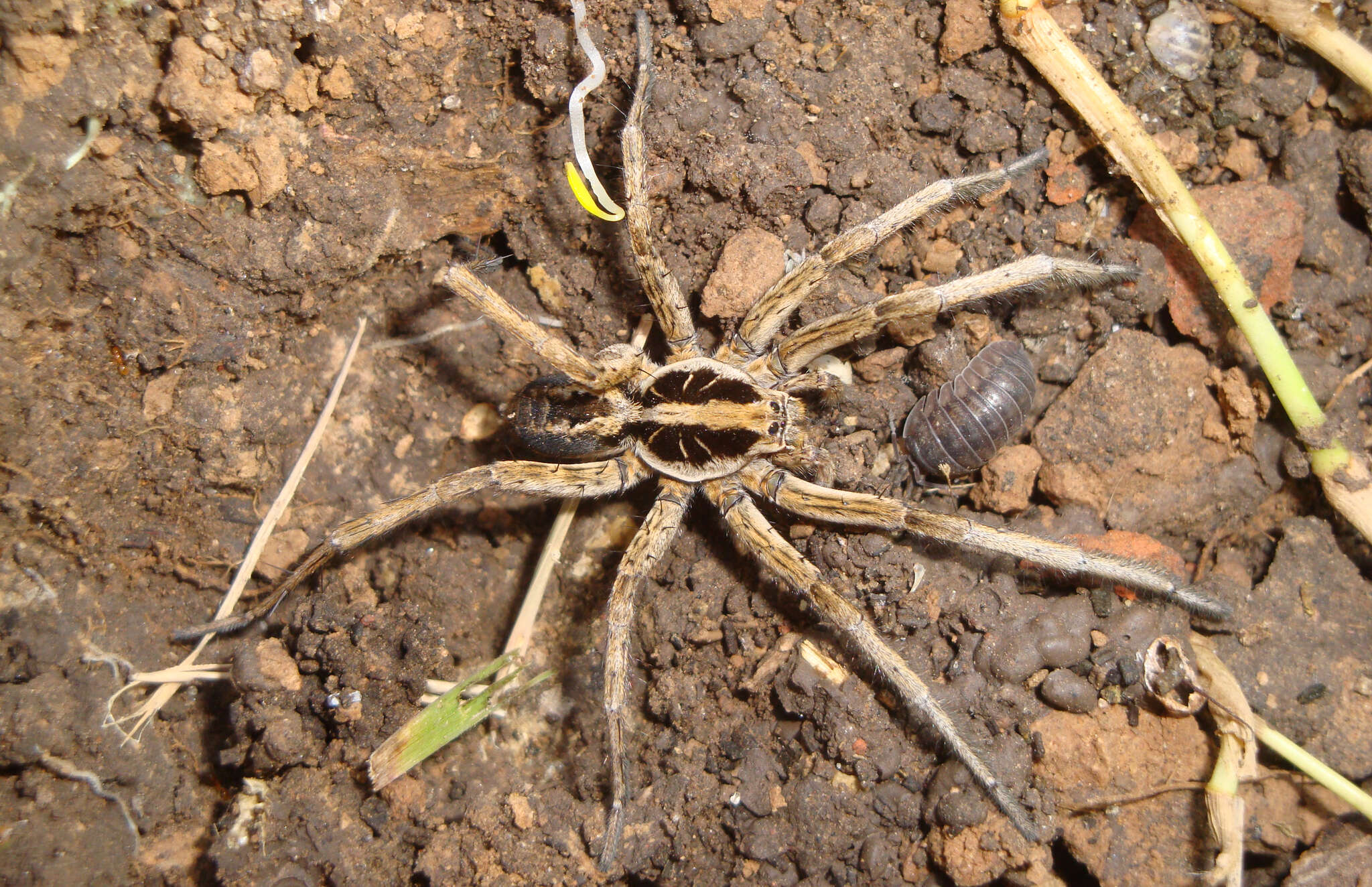 Image of Lycosa pampeana Holmberg 1876