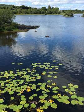 Image of Yellow Water-lily