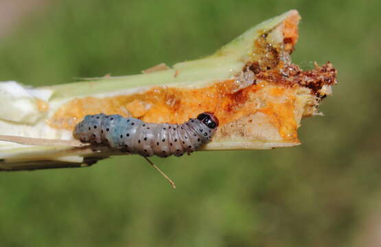 Image of Mahogany Shoot-borer