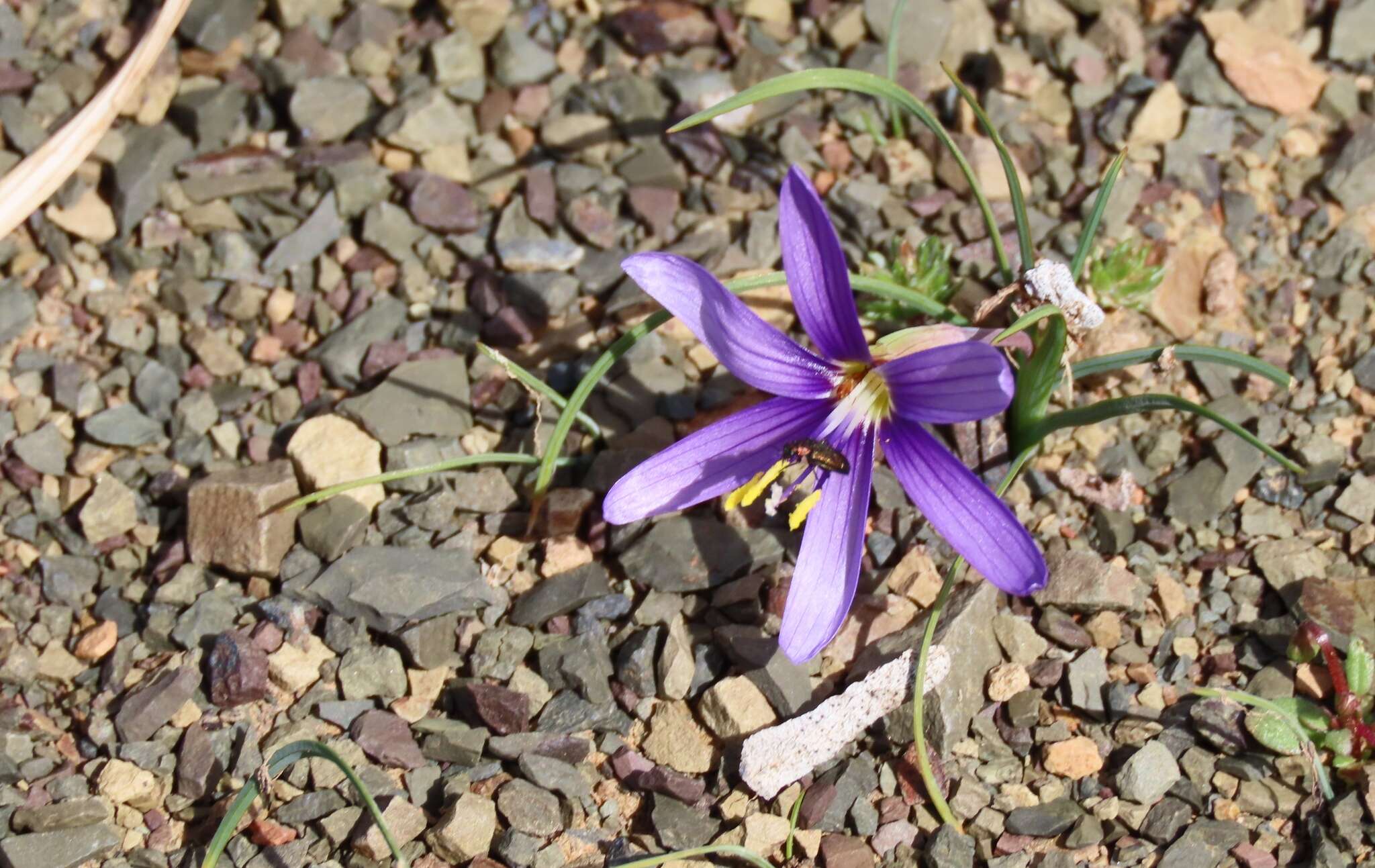 Image of Geissorhiza karooica Goldblatt