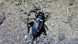 Image of two-spotted cricket