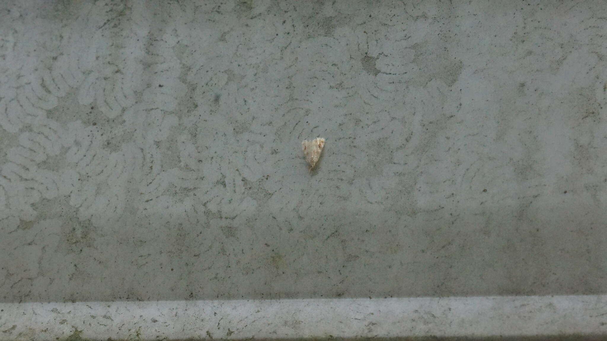 Image of Moth