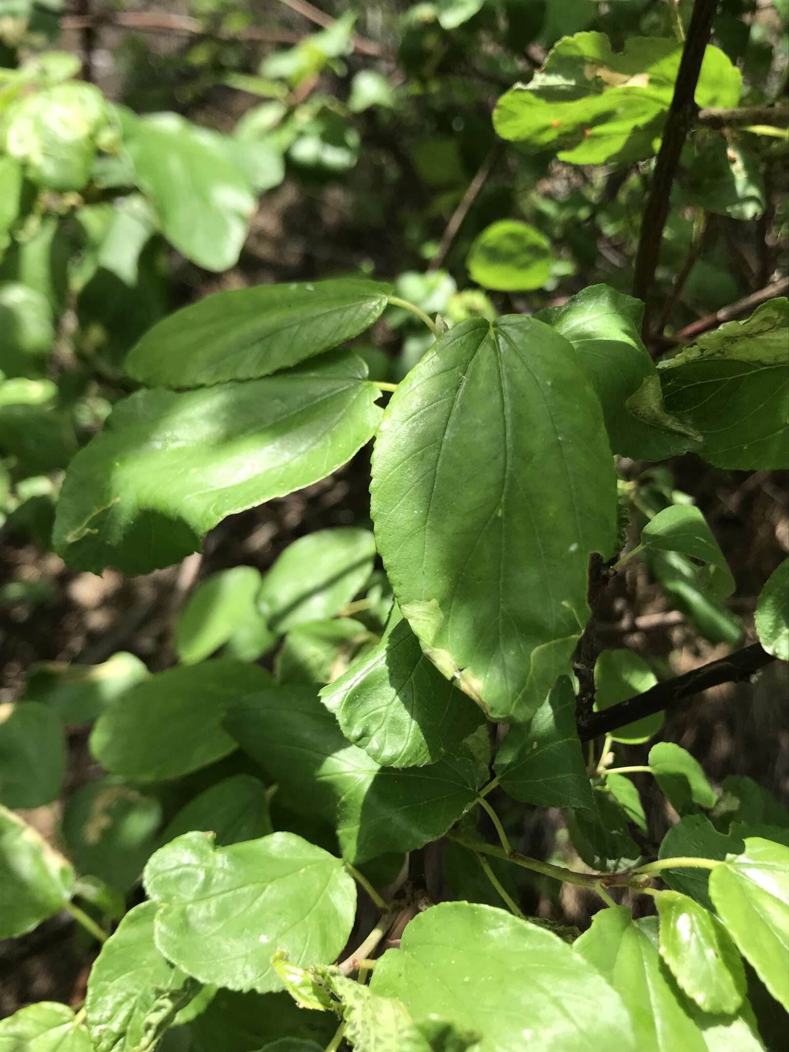 Image of Redstem Ceanothus