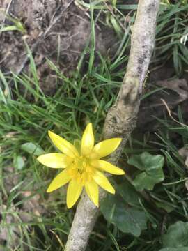 Image of Lesser celandine