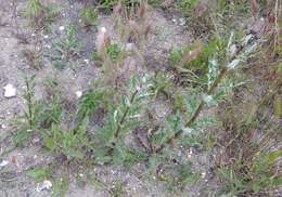 Image of Cirsium arvense var. vestitum Wimmer & Grabowski