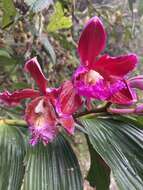 Image of Sobralia dichotoma Ruiz & Pav.