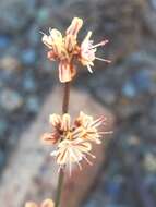 Image of goldencarpet buckwheat