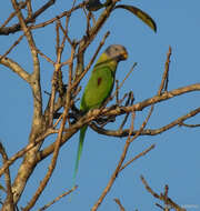 Image of Blossom-headed Parakeet