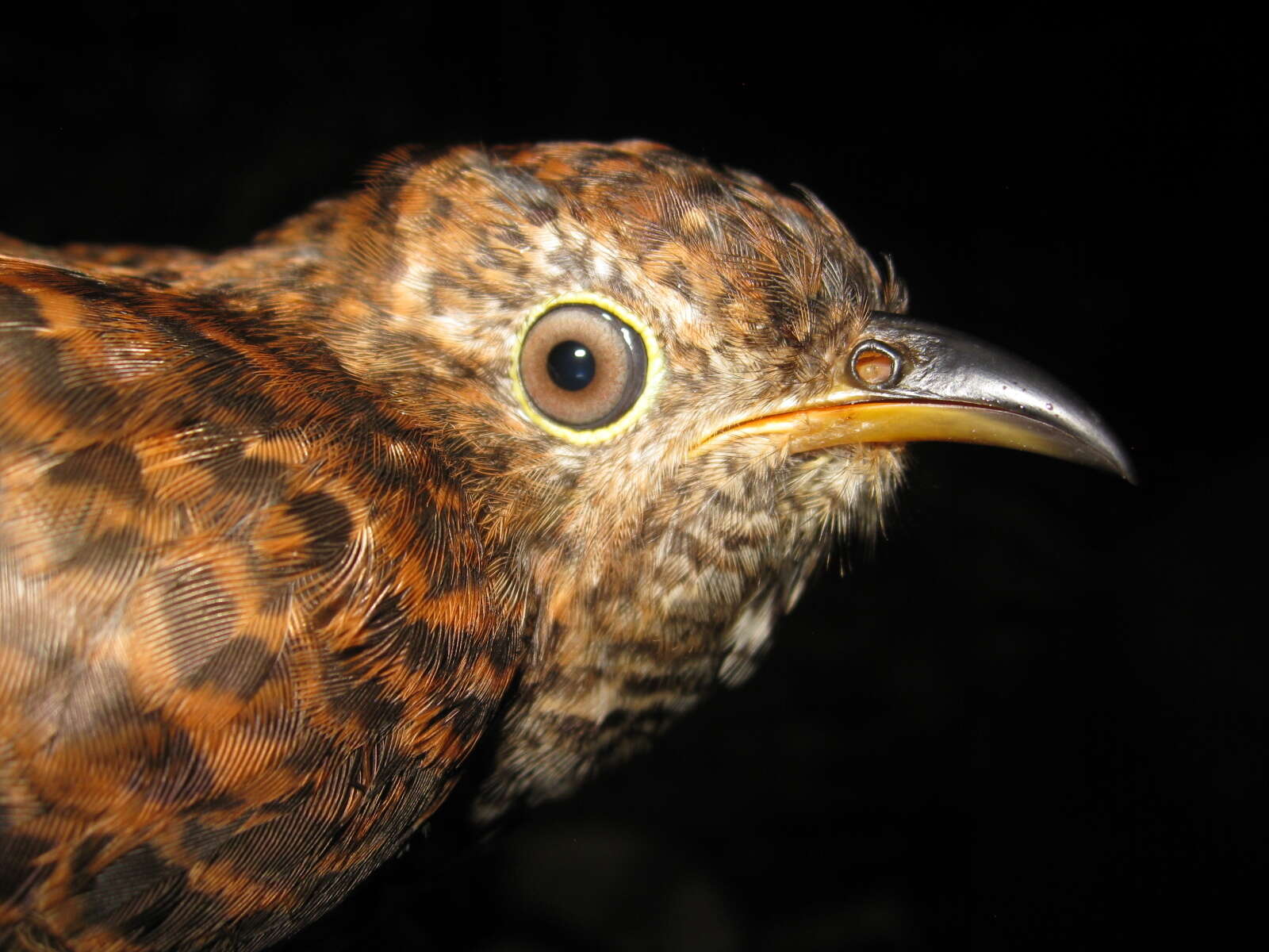 Image of Brush Cuckoo