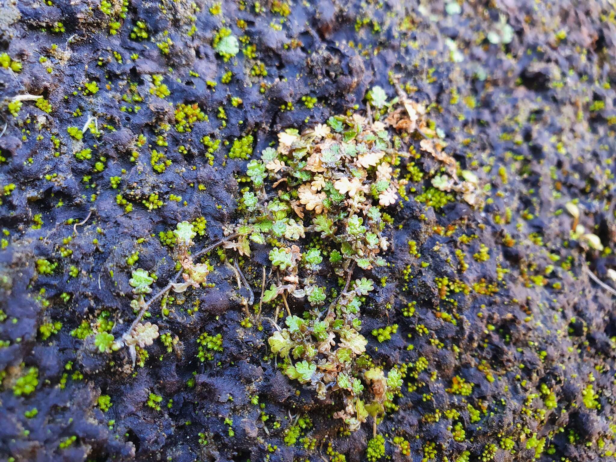 Image of Leptinella dispersa subsp. rupestris (D. Lloyd) D. G. Lloyd & C. J. Webb