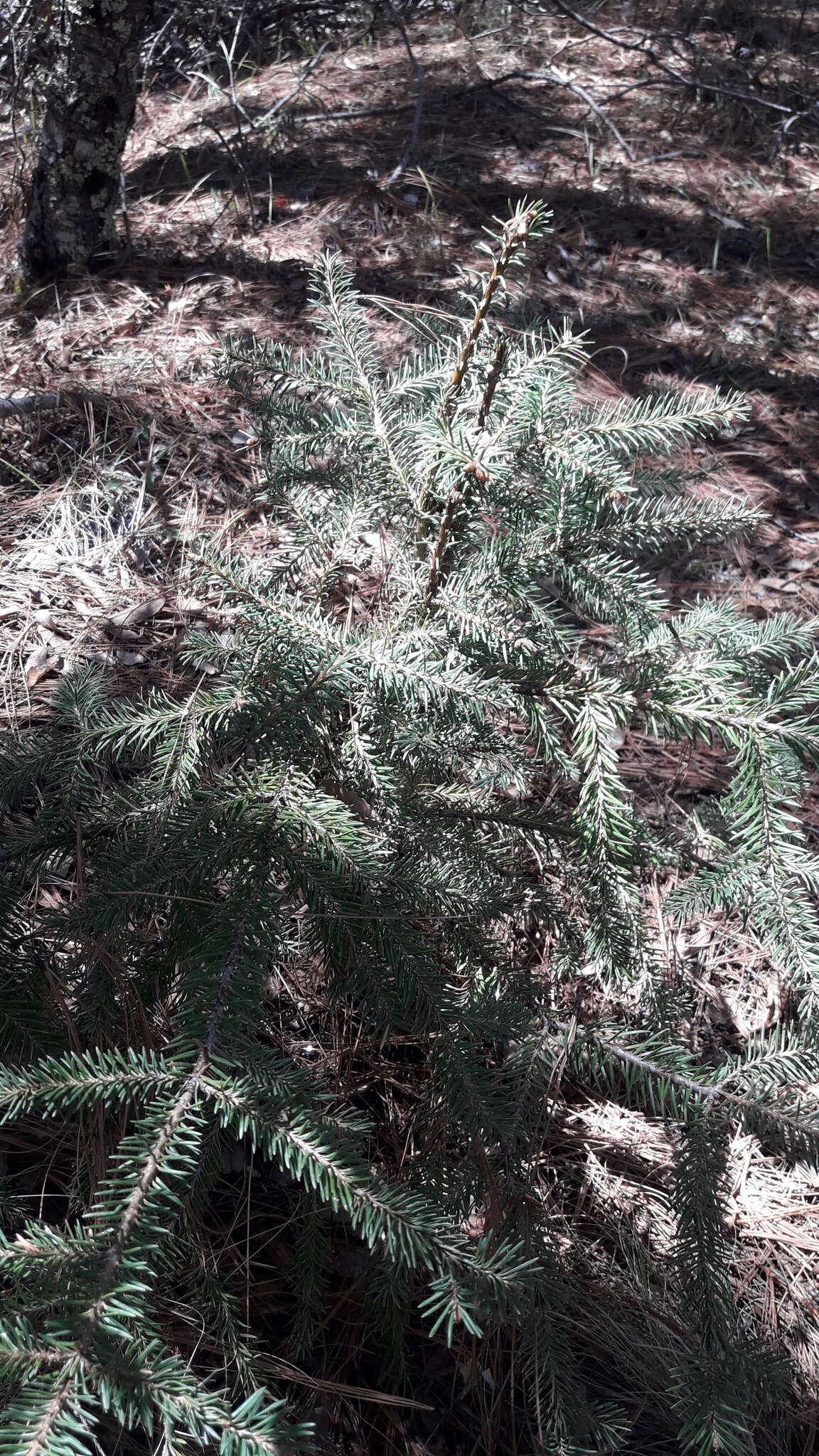 Image of Vejar's Fir