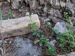 Plancia ëd Galium echinocarpum Hayata