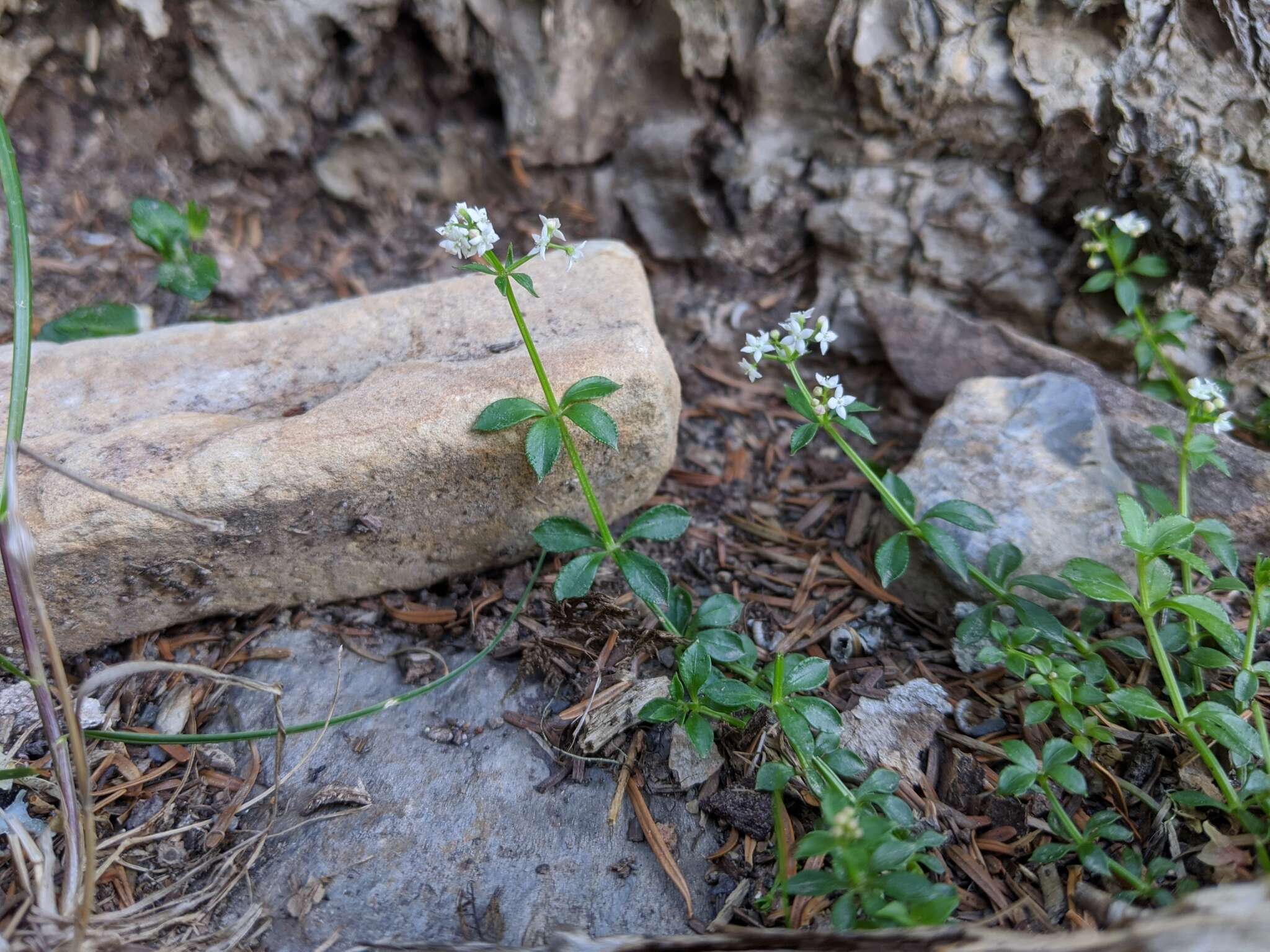 Galium echinocarpum Hayata resmi