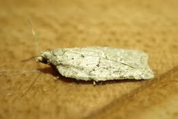 صورة Acleris placidus Yasuda & Kawabe 1980