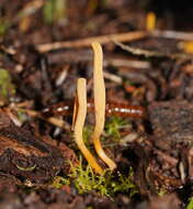 Image of Ramariopsis simplex R. H. Petersen 1988