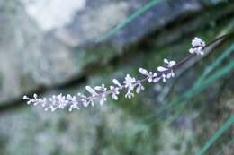 Image of creeping liriope