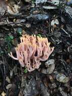 Ramaria samuelsii R. H. Petersen 1988的圖片