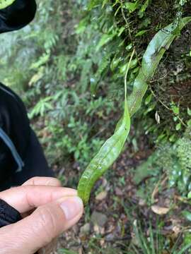 Lemmaphyllum rostratum (Bedd.) Tag. resmi