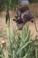 Image of Black Iris