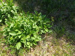 Image of rough coneflower