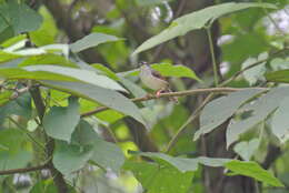 Image of Rufescent Prinia