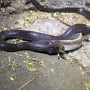 Image of Flat-snouted Wolf Snake