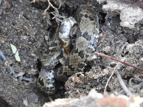 Image of Querétaro dusky rattlesnake