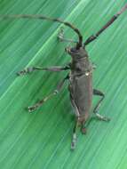 Image of Acalolepta sejuncta Bates 1873