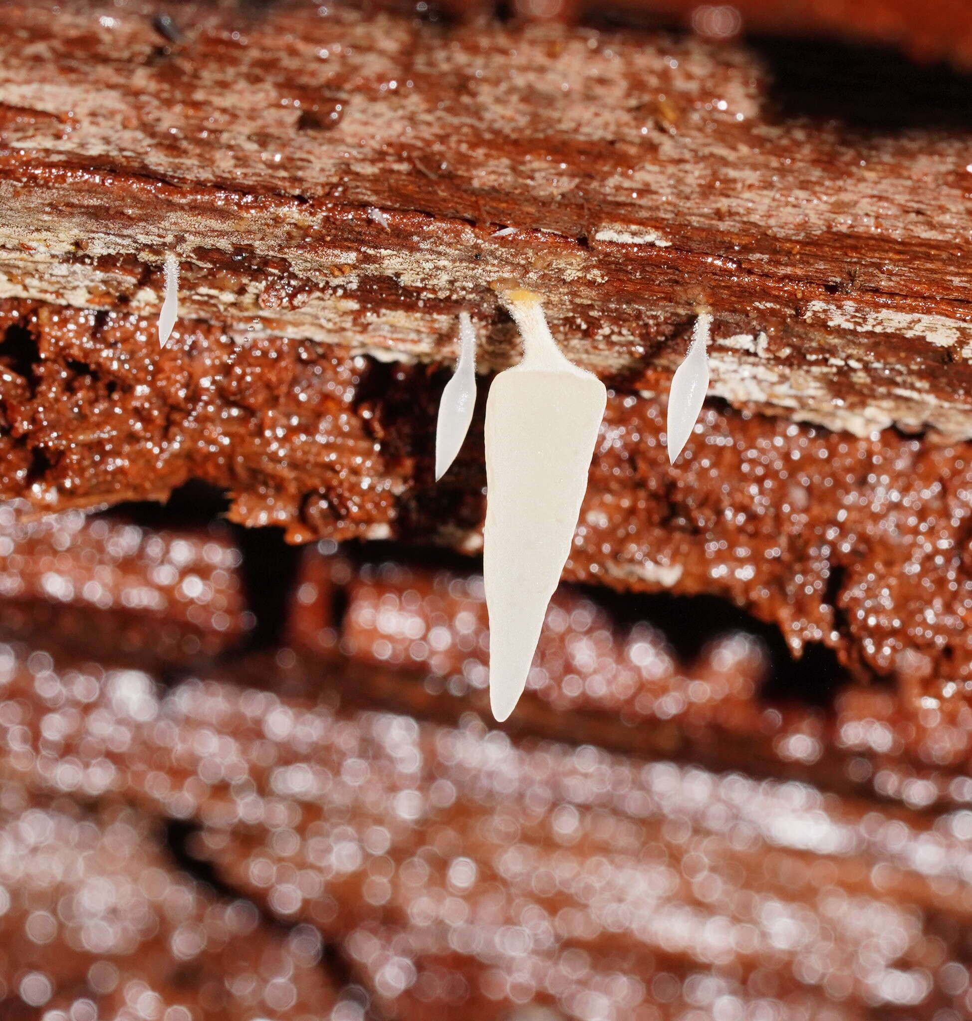 Image de Mucronella pendula (Massee) R. H. Petersen 1980