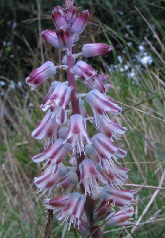 Imagem de Lachenalia youngii Baker